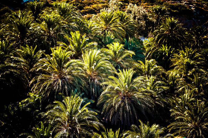  Vai palm grove, Forests, wondergreece.gr