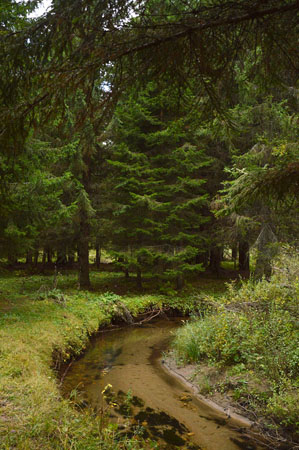  Elatia Forest (Kara Dere), Forests, wondergreece.gr
