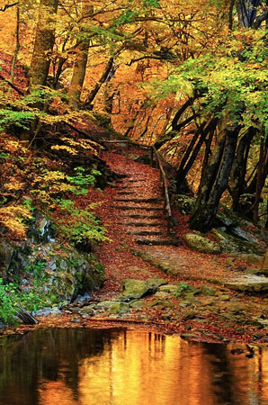  Fraktos Forest, Forests, wondergreece.gr