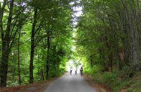 Forest of Polydendri, Magnesia Prefecture, wondergreece.gr